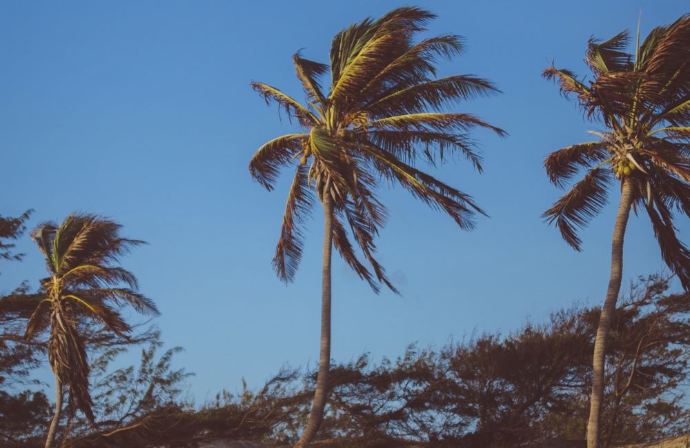 A breeze blowing through some palm trees.