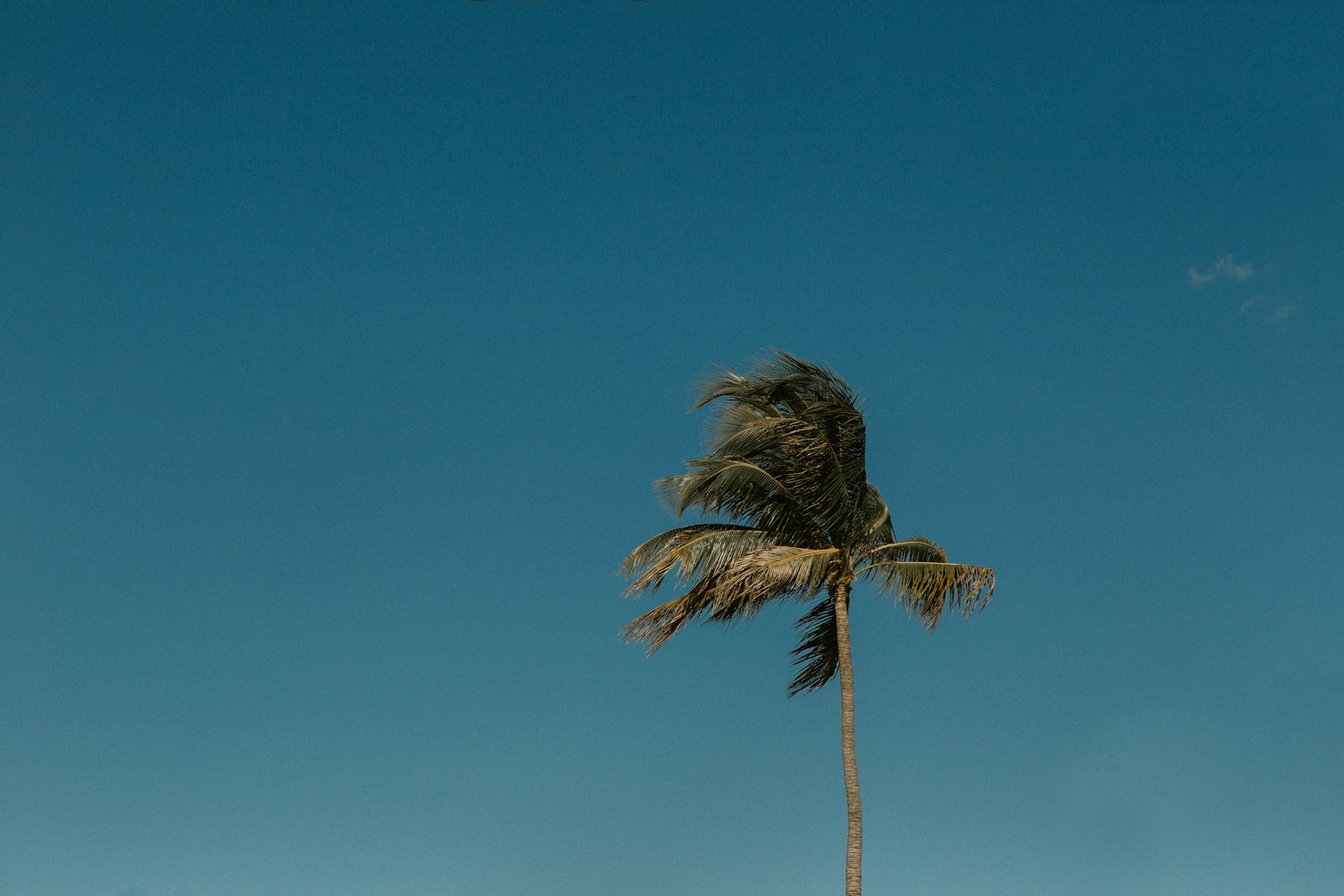 a palm tree blowing in the wind on a clear day